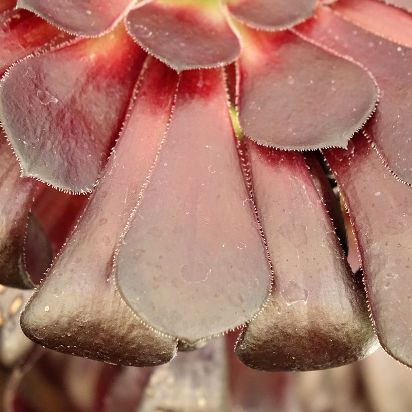 Aeonium arboreum var. atropurpureum Schwarzkopf - Zwartkop (Blad)