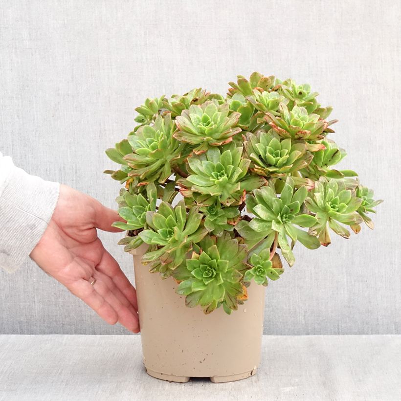 Exemplaar van Aeonium Bronze Medal - Zwartkop Pot van 3 l/4 l zoals geleverd in de herfst