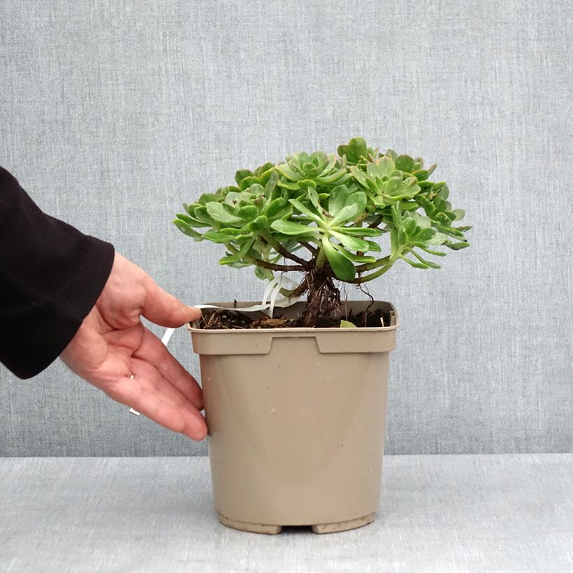 Exemplaar van Aeonium Bronze Medal - Zwartkop Pot van 3 l/4 l zoals geleverd in de lente