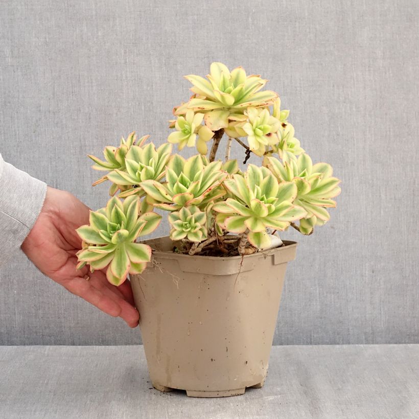 Exemplaar van Aeonium Floresens - Huislookboom Pot van 3 l/4 l zoals geleverd in de herfst