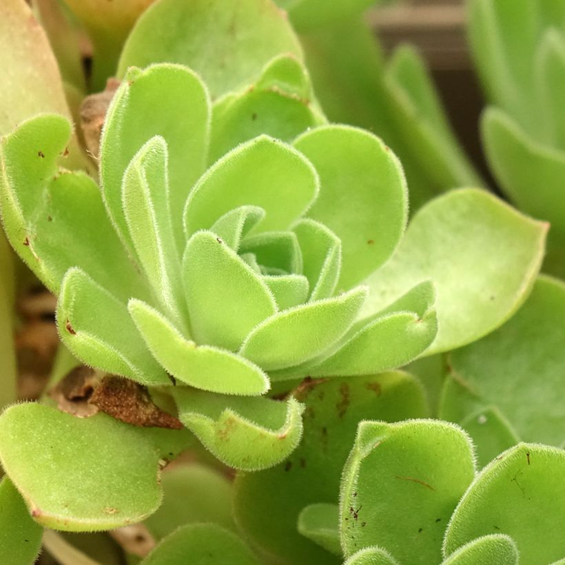 Aeonium Goblin - Boom-aeonium (Blad)