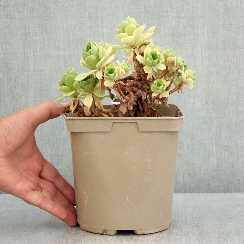Exemplaar van Aeonium Goblin - Boom-aeonium Pot van 3 l/4 l zoals geleverd in de zomer