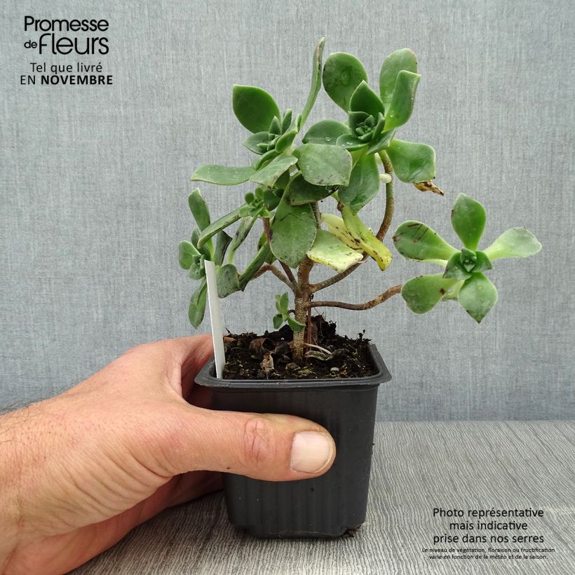 Exemplaar van Aeonium haworthii - Huislookboom Kweekpotje van 8/9 cm zoals geleverd in de herfst