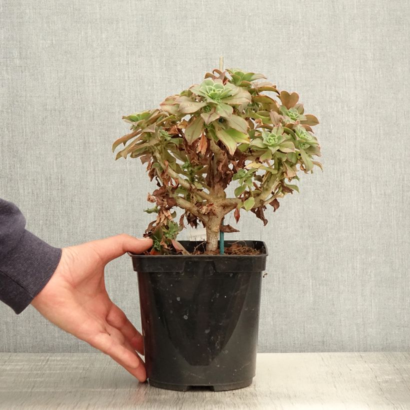 Example of Aeonium leucoblepharum Yemen - Red Stripe Pot van 3 l/4 l as you get in printemps