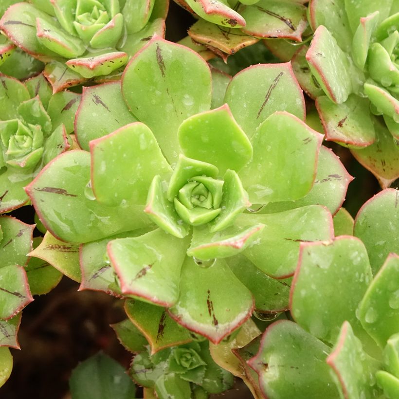 Aeonium Mary Ann Kunkel - Huislookboom (Blad)