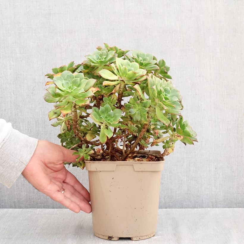 Exemplaar van Aeonium Mary Ann Kunkel - Huislookboom Pot van 3 l/4 l zoals geleverd in de herfst