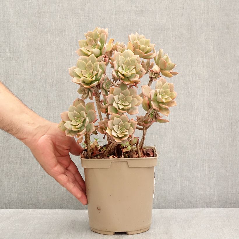Exemplaar van Aeonium Mary Ann Kunkel - Huislookboom Pot van 3 l/4 l zoals geleverd in de zomer