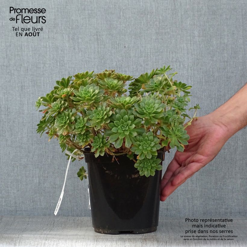 Exemplaar van Aeonium occidentale - Huislookboom Pot van 3 l/4 l zoals geleverd in de zomer