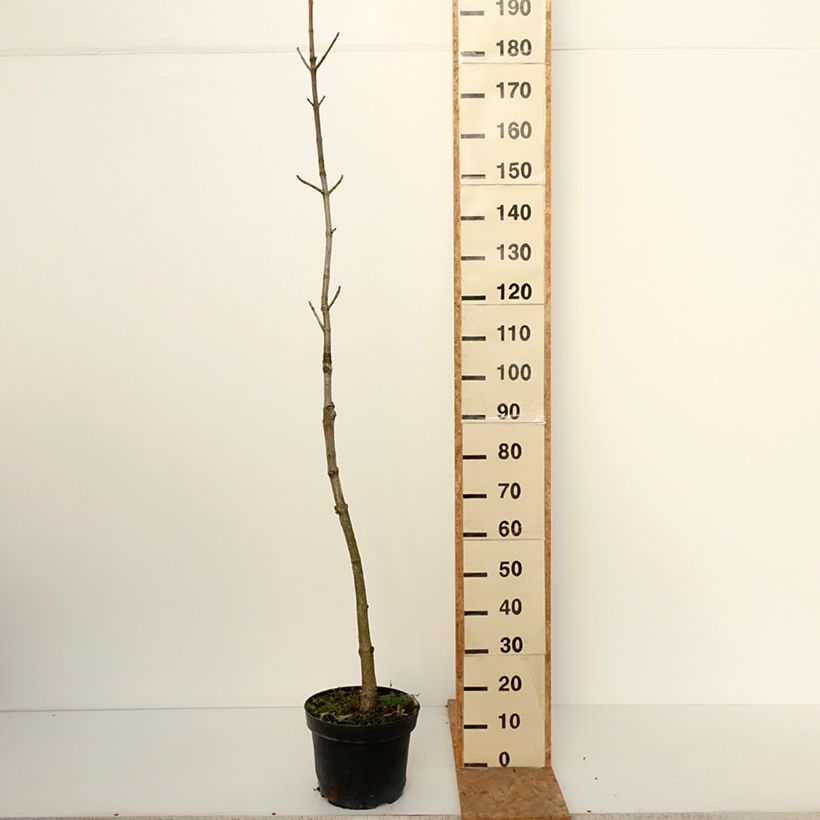 Exemplaar van Aesculus chinensis - Indische paardenkastanje Pot van 12 l/15 l zoals geleverd in de herfst