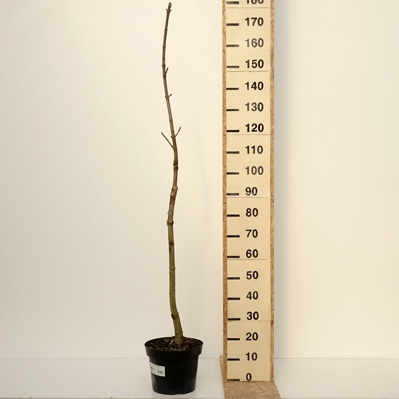 Exemplaar van Aesculus chinensis - Marronnier de Chine Pot de 12L/15L zoals geleverd in de winter