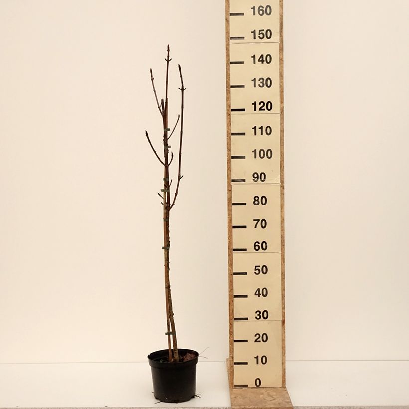 Exemplaar van Aesculus Digitata - Marronnier commun hybride Pot de 4L/5L zoals geleverd in de winter
