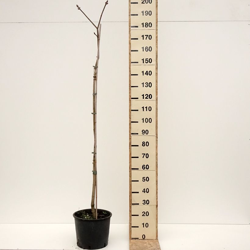 Exemplaar van Aesculus flava - Pavier, Marronnier jaune Pot de 20L/25L, Tige, Tige de 120 cm zoals geleverd in de winter