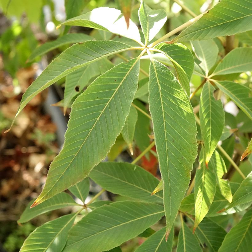 Aesculus glabra Herkenrode - Gladde pavia (Blad)