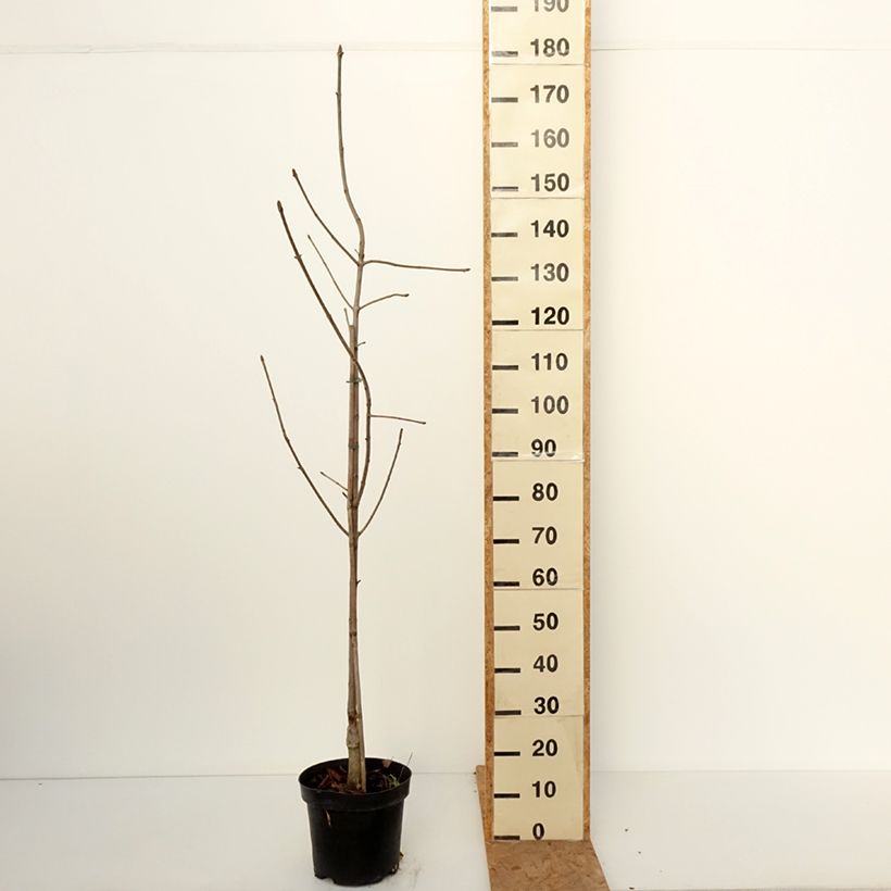 Exemplaar van Aesculus glabra Herkenrode - Gladde pavia Pot van 7,5 l/10 l zoals geleverd in de herfst