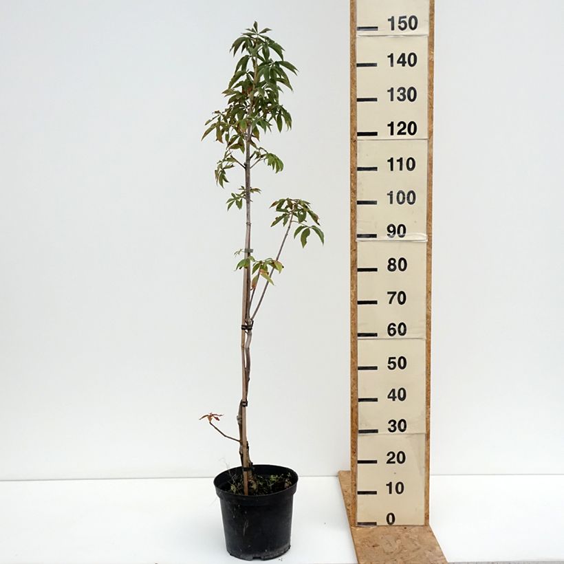 Exemplaar van Aesculus glabra Herkenrode - Gladde pavia Pot van 7,5 l/10 l zoals geleverd in de zomer