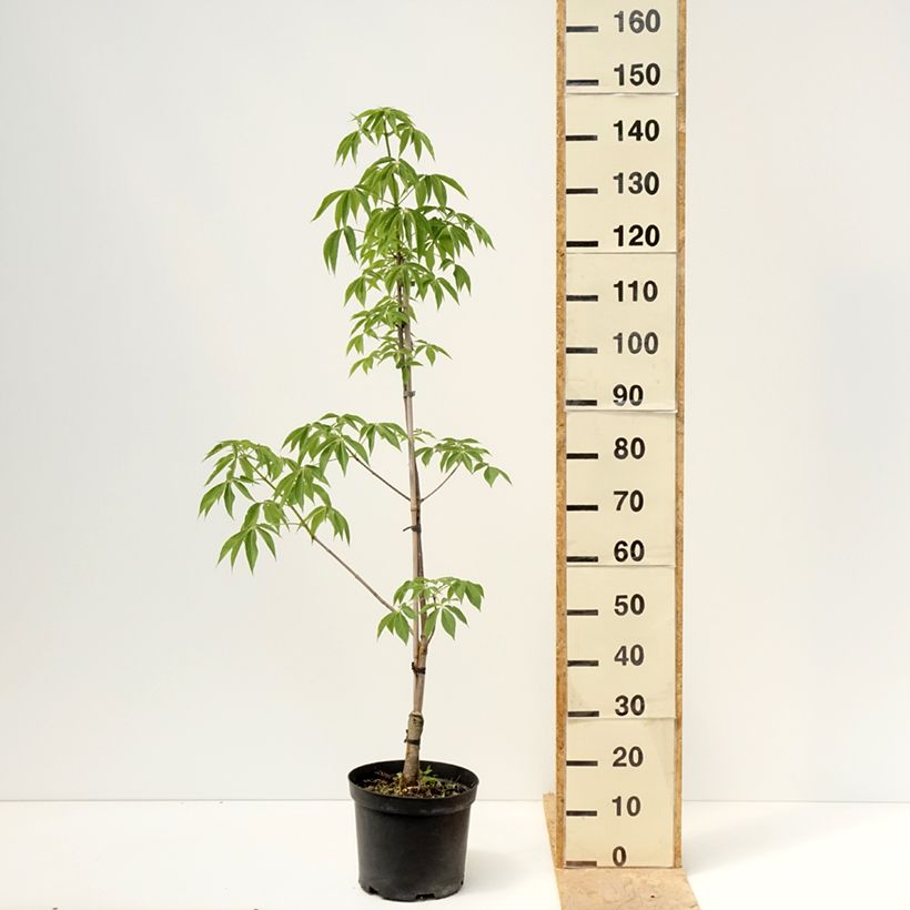 Exemplaar van Aesculus glabra Herkenrode - Gladde pavia Pot van 7,5 l/10 l zoals geleverd in de lente