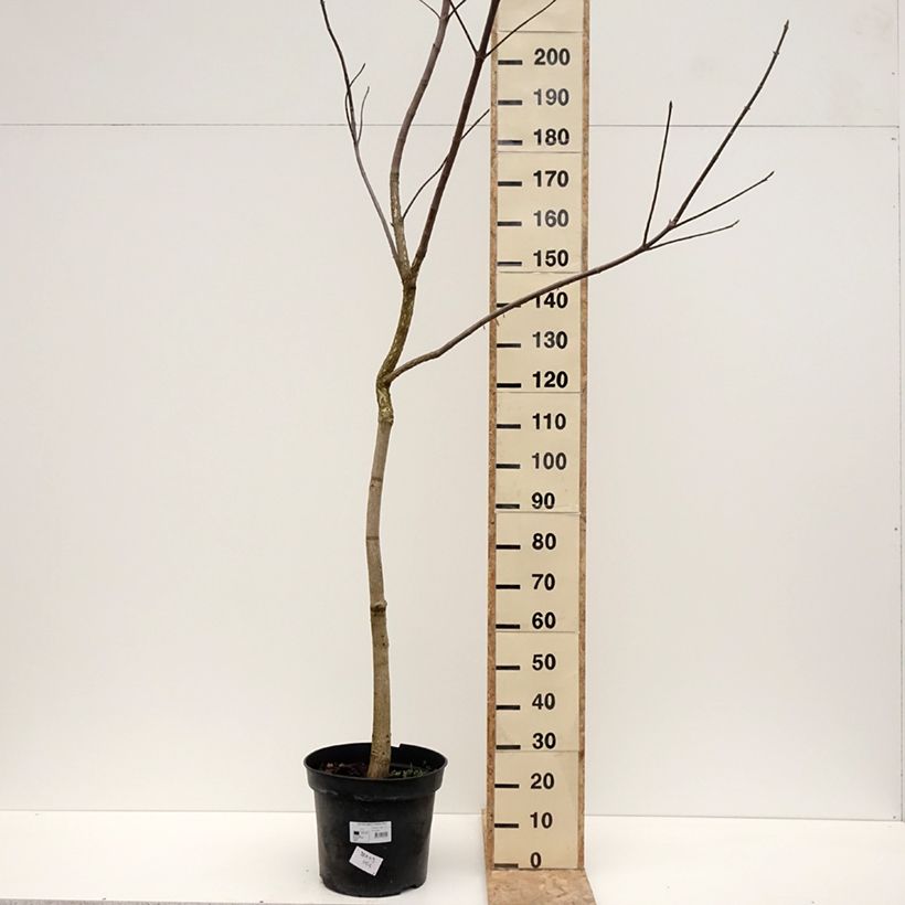 Exemplaar van Aesculus glabra October Red - Marronnier de l'Ohio Pot de 20L/25L, Tige zoals geleverd in de winter