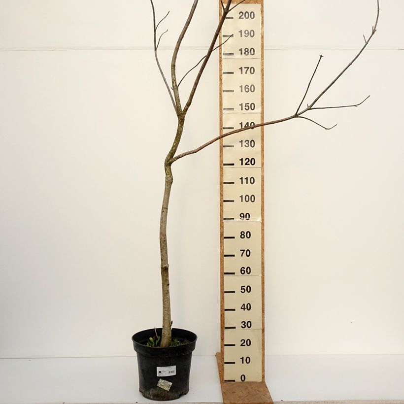 Exemplaar van Aesculus glabra October Red - Gladde pavia Pot van 20 l/25 l, Stengel zoals geleverd in de herfst