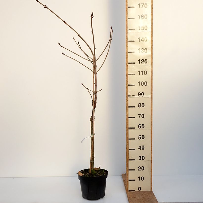 Exemplaar van Aesculus hippocastanum Hampton Court Gold - Witte paardenkastanje Pot van 4 l/5 l zoals geleverd in de herfst