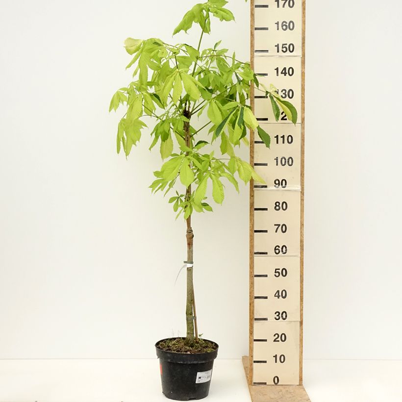 Exemplaar van Aesculus hippocastanum Hampton Court Gold - Witte paardenkastanje Pot van 4 l/5 l zoals geleverd in de lente