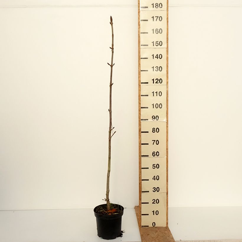 Exemplaar van Aesculus hippocastanum Memmingeri - Witte paardenkastanje Pot van 4 l/5 l zoals geleverd in de herfst