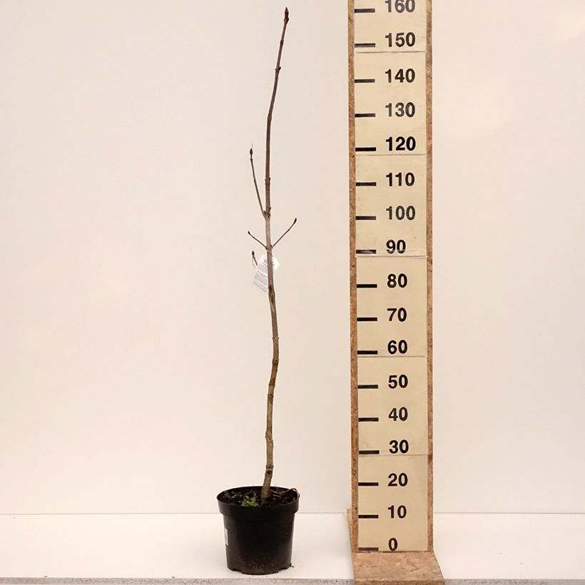 Exemplaar van Aesculus hippocastanum Memmingeri - Marronnier commun Pot de 4L/5L zoals geleverd in de winter
