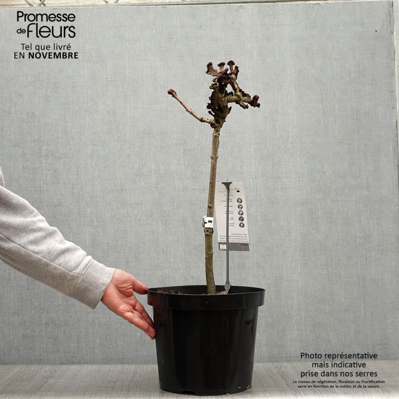 Exemplaar van Aesculus hippocastanum Monstrosa - Marronnier commun Pot de 7,5L/10L, Tige, Tige de 40 cm zoals geleverd in de herfst