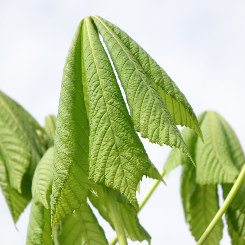 Aesculus hippocastanum Umbraculifera - Witte paardenkastanje (Blad)