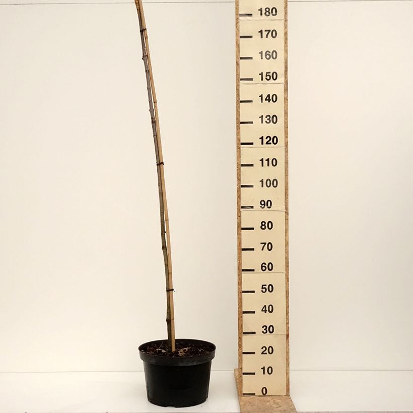 Exemplaar van Aesculus hippocastanum Umbraculifera - Marronnier commun Pot de 20L/25L, Tige zoals geleverd in de winter