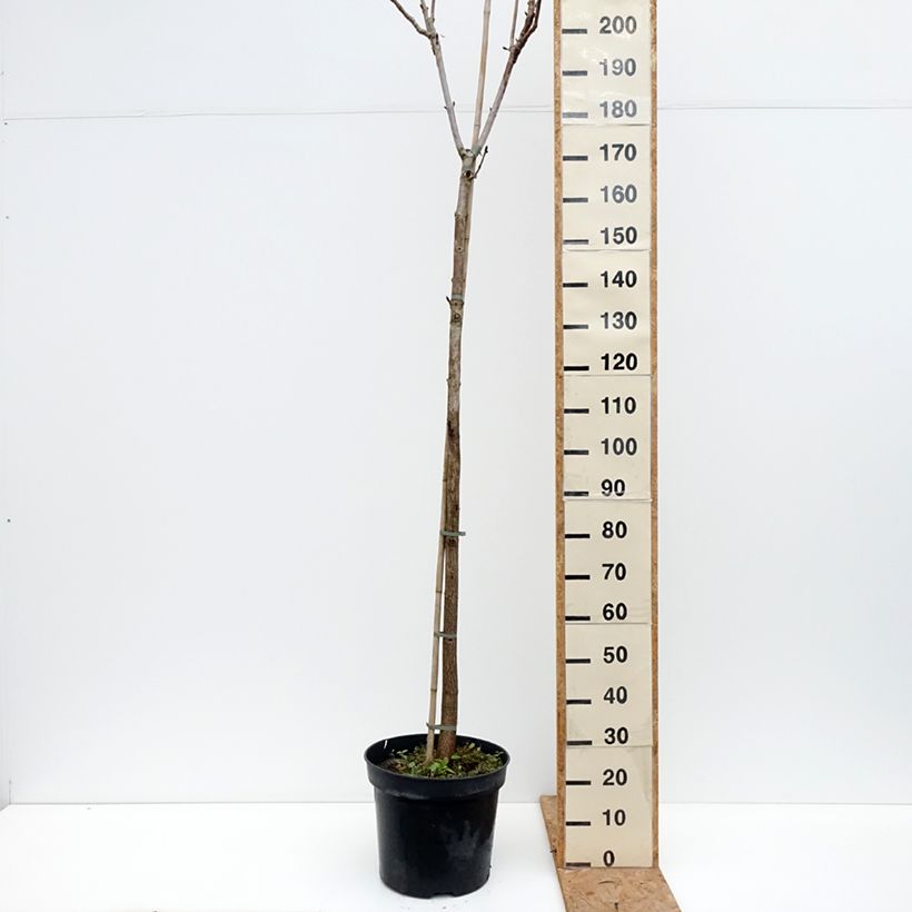 Exemplaar van Aesculus hippocastanum Umbraculifera - Witte paardenkastanje Pot van 20 l/25 l, Stengel zoals geleverd in de herfst