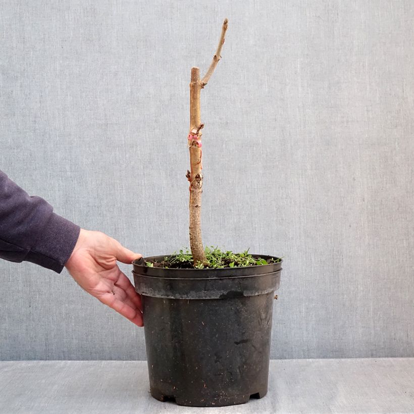 Exemplaar van Aesculus indica Sydney Pearce - Indische paardenkastanje Pot van 7,5 l/10 l zoals geleverd in de herfst