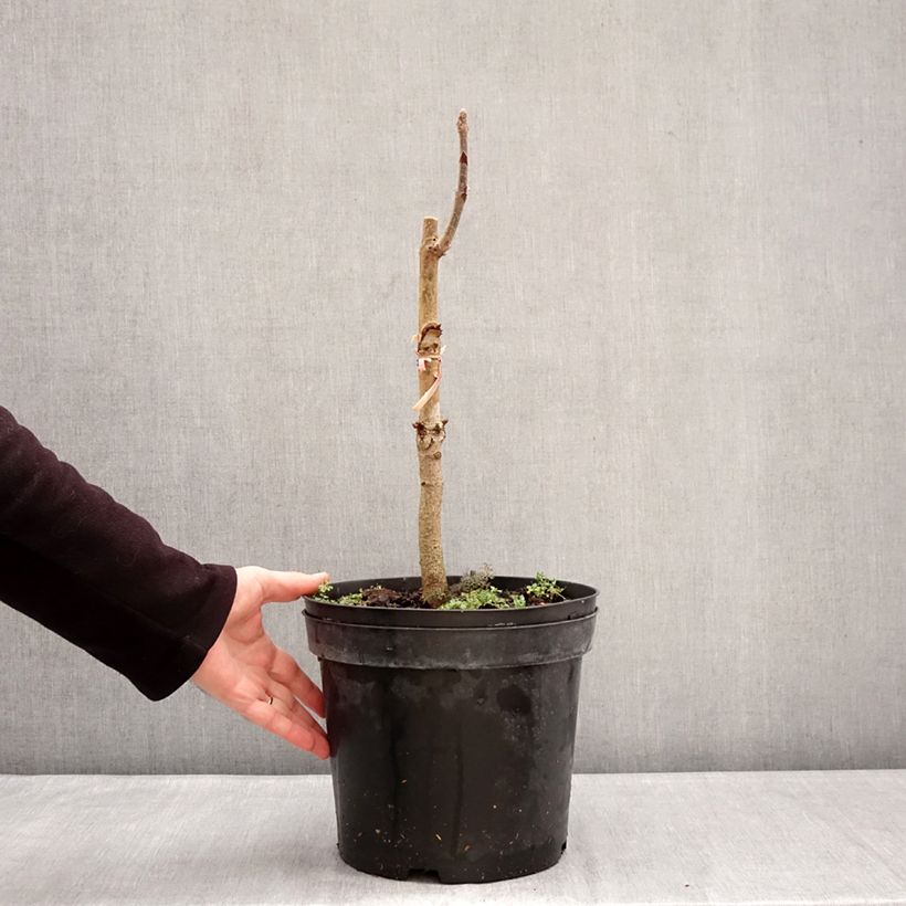 Exemplaar van Aesculus indica Sydney Pearce - Indische paardenkastanje Pot van 7,5 l/10 l zoals geleverd in de winter