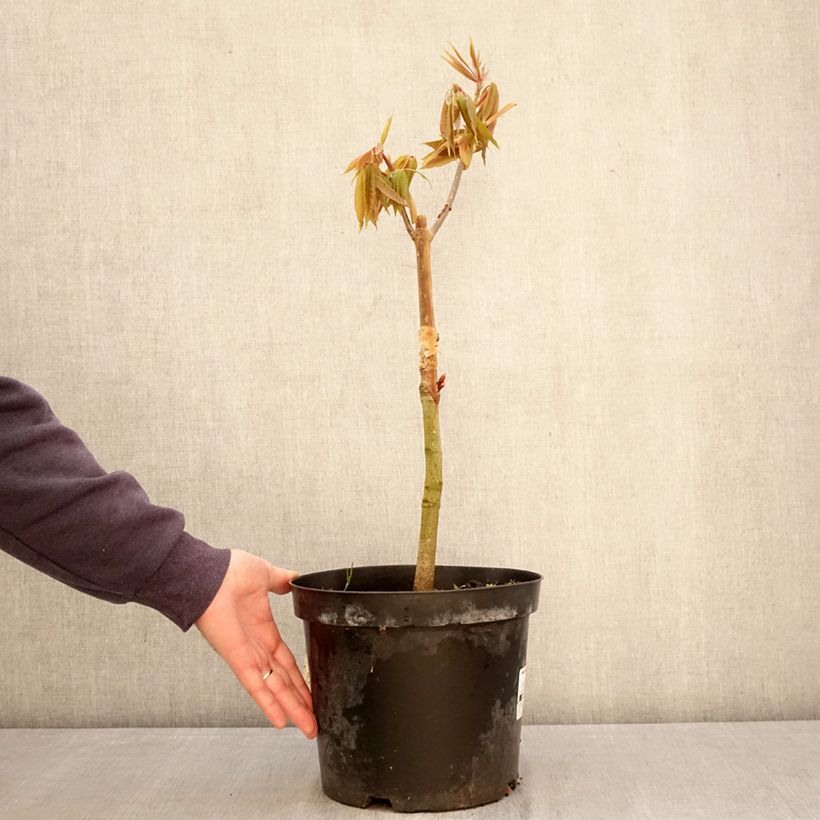 Exemplaar van Aesculus indica Sydney Pearce - Indische paardenkastanje Pot van 7,5 l/10 l zoals geleverd in de lente
