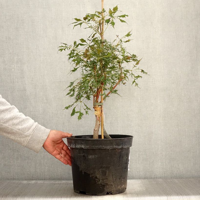 Exemplaar van Aesculus Laciniata - Marronnier commun Pot de 7,5L/10L zoals geleverd in de herfst