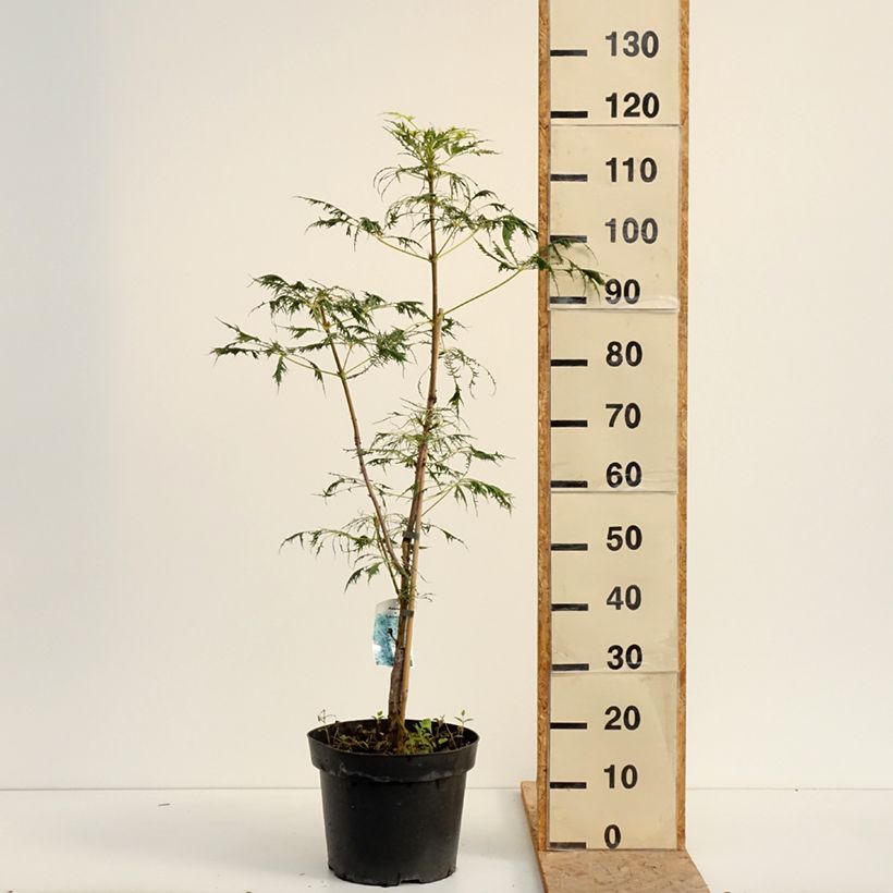 Exemplaar van Aesculus hippocastanum Laciniata - Witte paardenkastanje Pot van 7,5 l/10 l zoals geleverd in de zomer