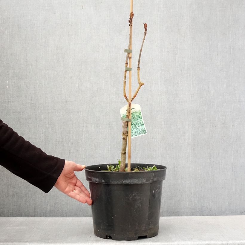 Exemplaar van Aesculus hippocastanum Laciniata - Witte paardenkastanje Pot van 7,5 l/10 l zoals geleverd in de lente