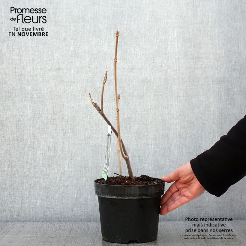 Exemplaar van Aesculus parviflora - Herfstpaardenkastanje Pot van 2 l/3 l zoals geleverd in de herfst