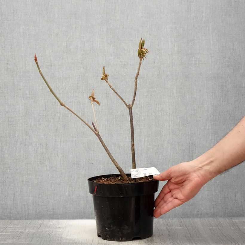 Exemplaar van Aesculus parviflora - Herfstpaardenkastanje Pot van 2 l/3 l zoals geleverd in de lente