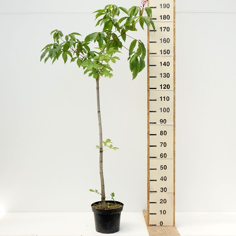 Exemplaar van Aesculus pavia Humilis - Rode pavia Pot van 7,5 l/10 l zoals geleverd in de lente