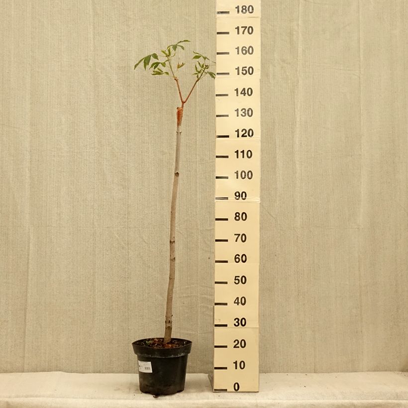 Exemplaar van Aesculus pavia Humilis - Rode pavia Pot van 7,5 l/10 l zoals geleverd in de zomer