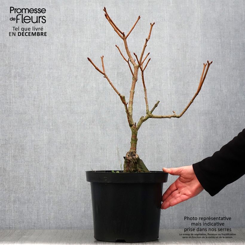 Exemplaar van Aesculus pavia var. discolor Koehnei - Rode pavia Pot van 7,5 l/10 l zoals geleverd in de herfst