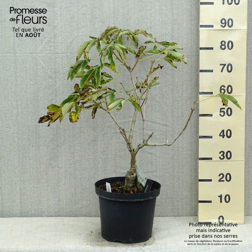 Exemplaar van Aesculus pavia var. discolor Koehnei - Rode pavia Pot van 7,5 l/10 l zoals geleverd in de zomer