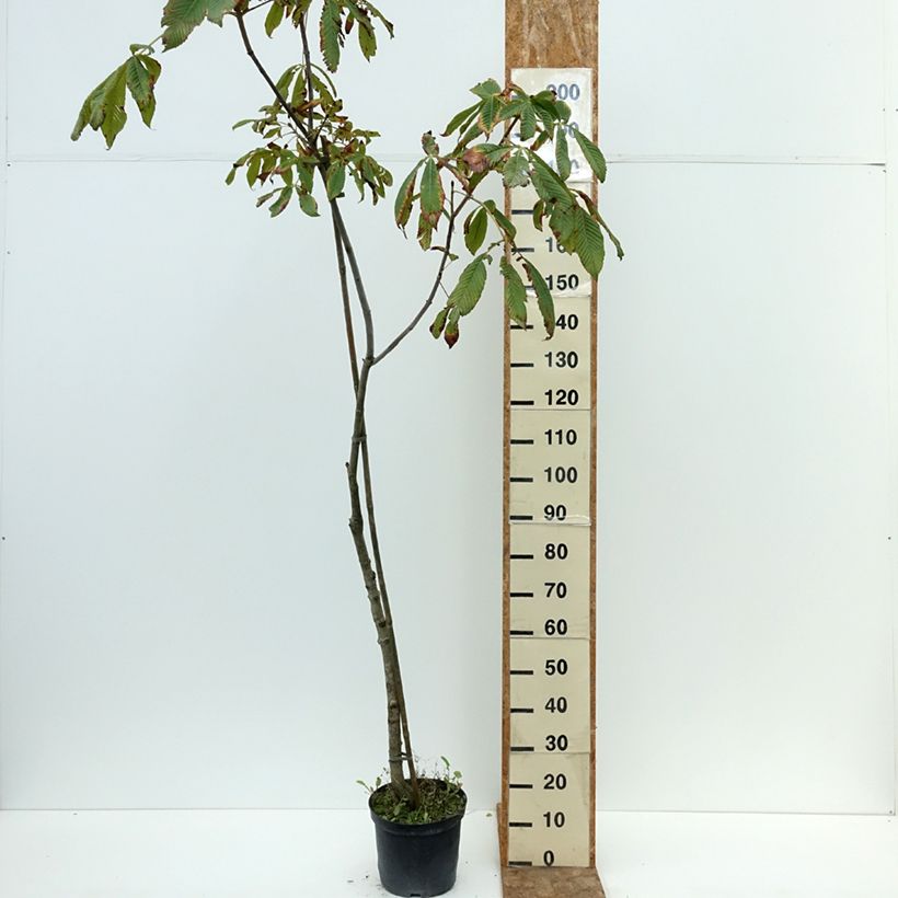 Exemplaar van Aesculus x bushii - Paardenkastanje Pot van 7,5 l/10 l, Stengel zoals geleverd in de zomer