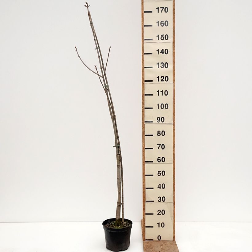 Example of Aesculus x bushii - Paardenkastanje Pot van 7,5 l/10 l, Stengel as you get in hiver