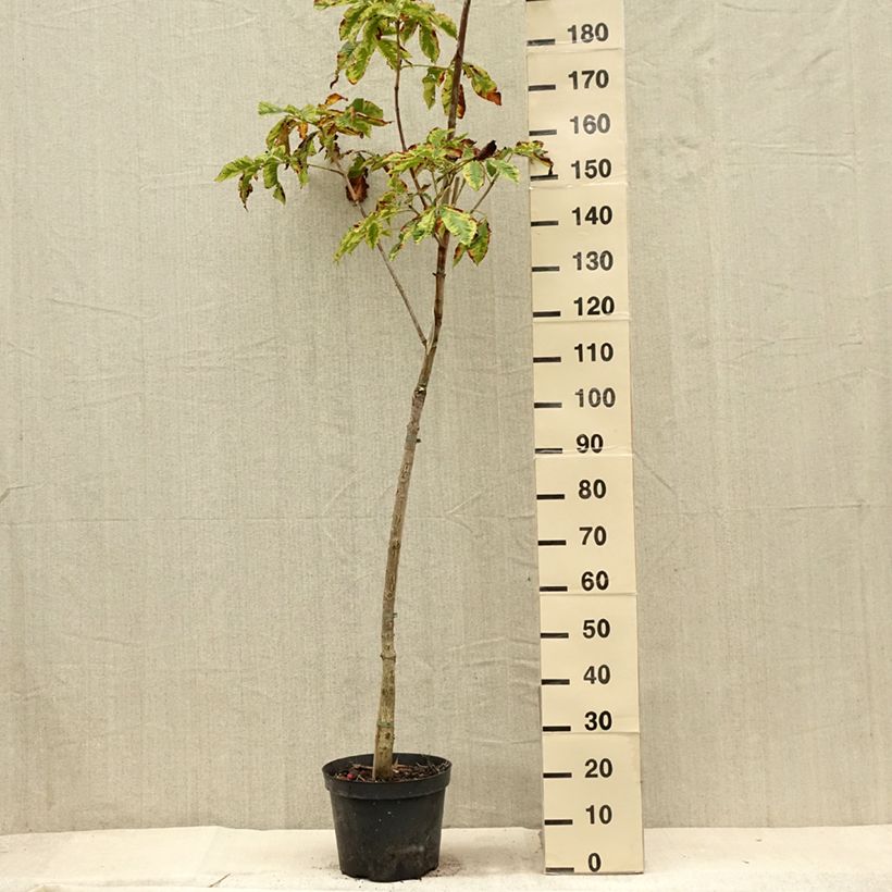 Exemplaar van Aesculus x carnea Marginata - Rode paardenkastanje Pot van 7,5 l/10 l, Stengel zoals geleverd in de zomer