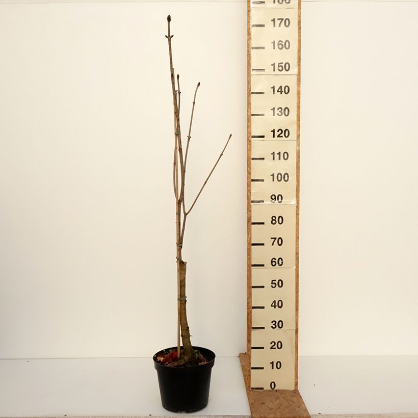 Exemplaar van Aesculus x carnea Plantierensis - Rode paardenkastanje Pot van 7,5 l/10 l zoals geleverd in de herfst