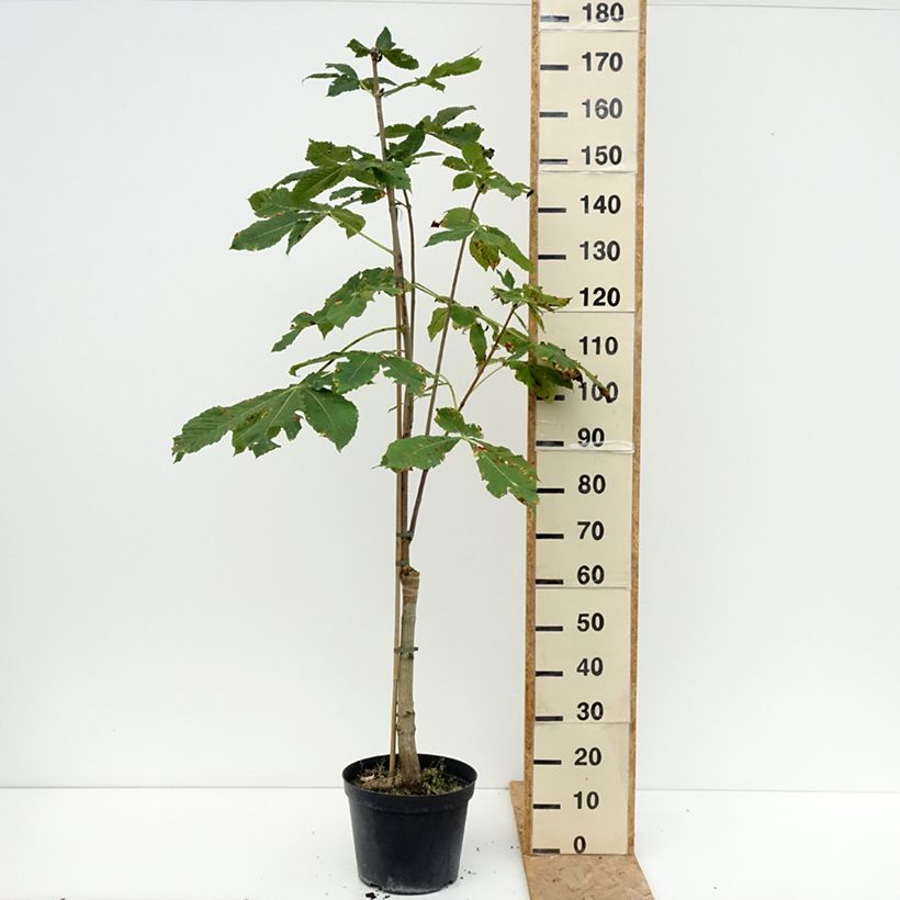Exemplaar van Aesculus x carnea Plantierensis - Rode paardenkastanje Pot van 7,5 l/10 l zoals geleverd in de zomer