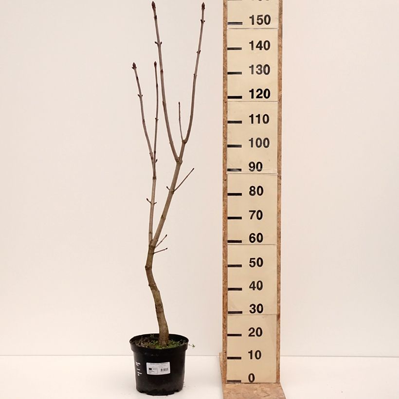 Example of Aesculus x carnea Plantierensis - Rode paardenkastanje Pot van 7,5 l/10 l as you get in hiver