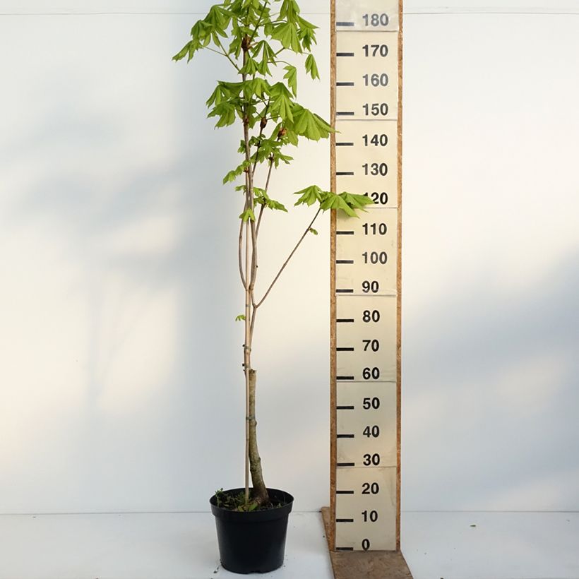 Exemplaar van Aesculus x carnea Plantierensis - Rode paardenkastanje Pot van 7,5 l/10 l zoals geleverd in de lente