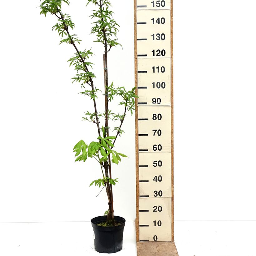 Exemplaar van Aesculus dallimorei - Paardenkastanje Pot van 4 l/5 l zoals geleverd in de lente